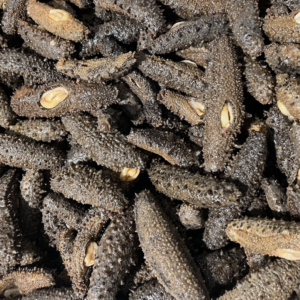 NZ Sea Cucumber - Image 1