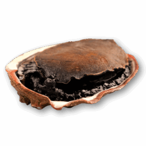 Dried Abalone